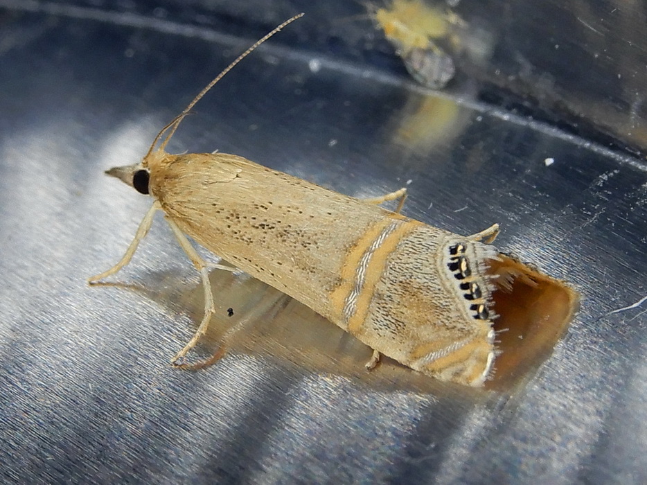 Euchromius ocellea (Crambidae)